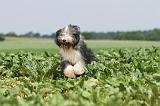 BEARDED COLLIE 044